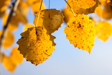 Yellow leaves of an aspen