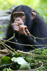 Chimpanzee