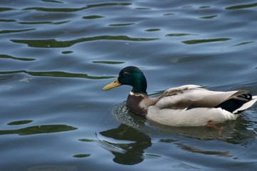 Schwimmender Erpel mit Spiegelung