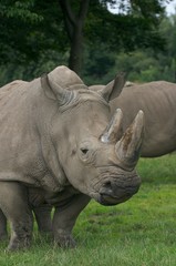 Obraz premium Nashorn Profil