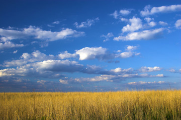 Fototapeta premium Farm land