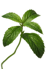 mint © milosluz