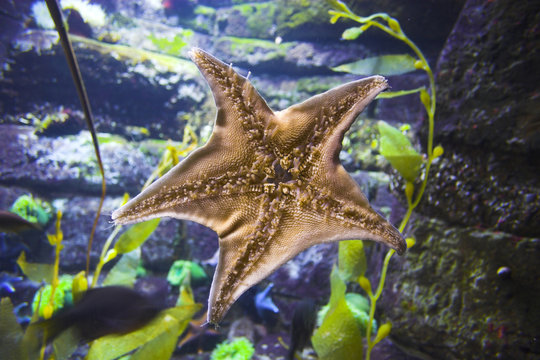 Starfish