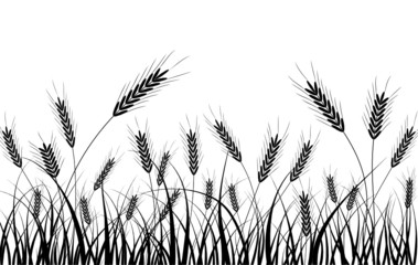 Grass and ears, vector - 4476576