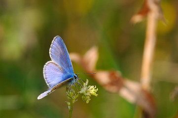 papillon