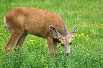 Naklejka na ściany i meble Mule Deer (Odocoileus hemionus)