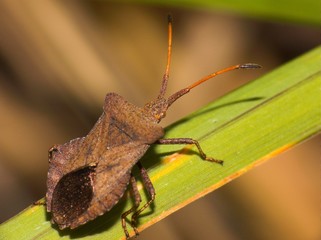 Squash Bug - Anasa tristis