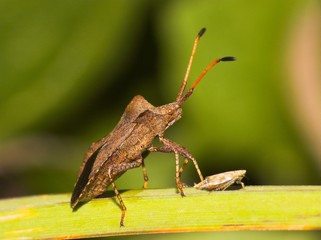Anasa tristis (Squash Bug)
