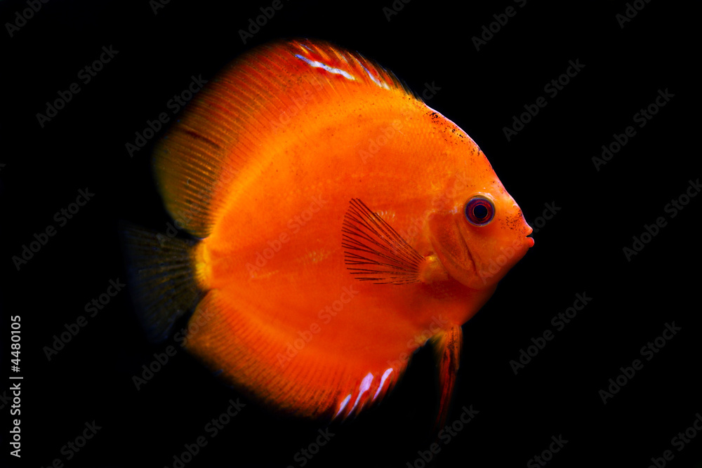 Poster colorful tropical discus fish