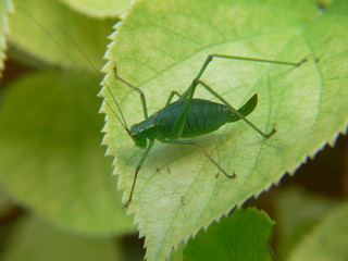 Grashüpfer