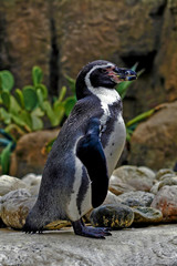 penguin