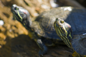 Fototapeta premium Schildkröten