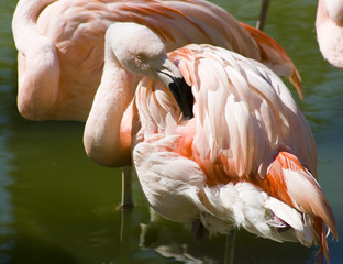 Flamingo