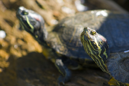Schildkr&ouml;ten