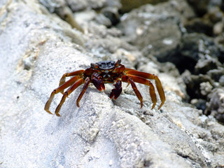 crab