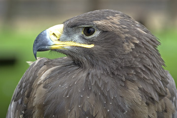 Hawk