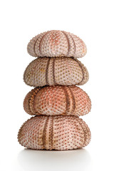 sea urchin