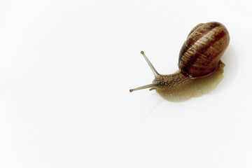 snail