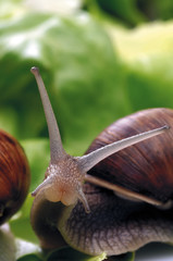 snail