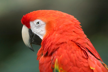 Scarlet Macaw