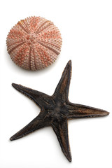 sea