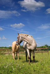 Fototapeta premium Horses grazing in meadow