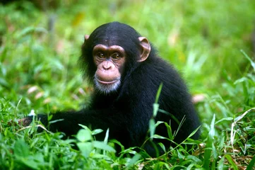 Stickers pour porte Singe Chimpanzé