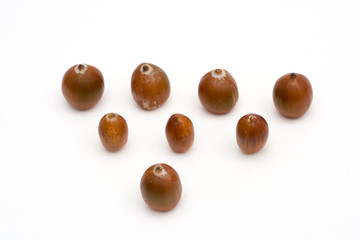 acorns