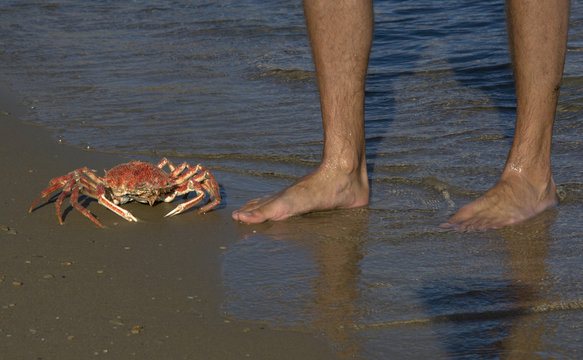 Seespinne und Maennerbeine
