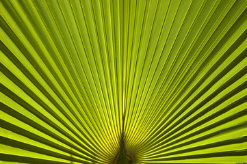 Fototapeta premium Palm leaf