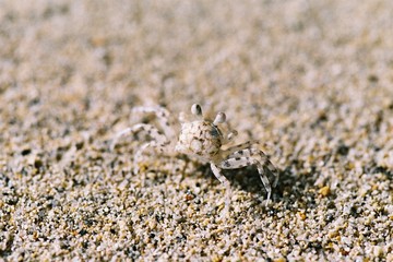 Tiny crab at the beach