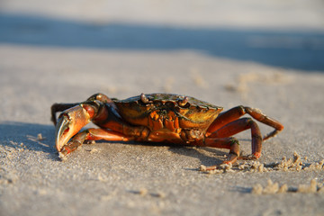 Sand crab on beach