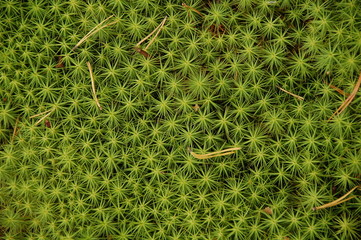 moss background
