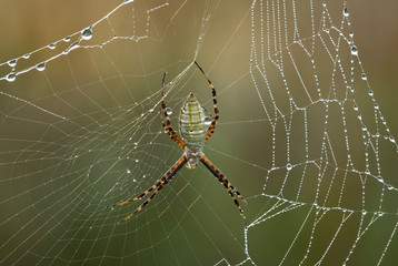 Yellow and Black Argiope in Dewy Web 