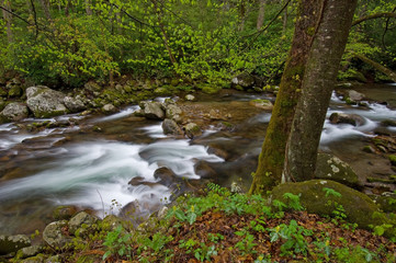 Fototapeta na wymiar Spring Big Creek Great Smoky Mountains National Park 