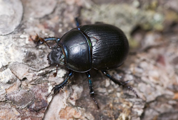 shard-beetle