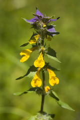 Fototapeta premium Melampyrum nemorosum close