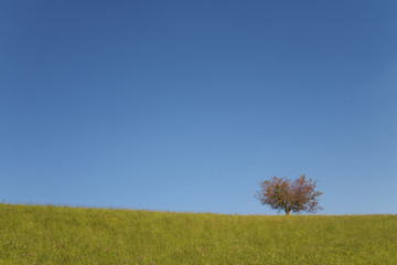 Fototapeta premium baum am horizont