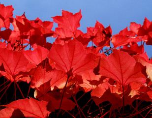 Herbst