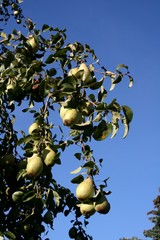 Fototapeta premium Birnen