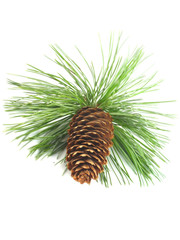Christmas cone