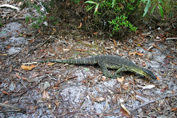 Lake McKenzie, Fraser Island, Australia..