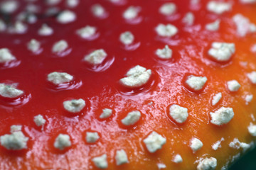 Hut eines Fliegenpilzes