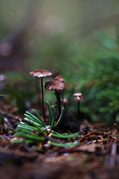 Mikrokosmos am Waldboden 2