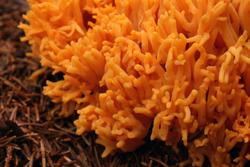 Zitronengelbe Koralle