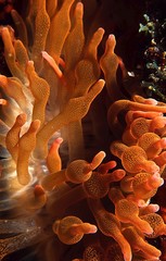 orange anemone