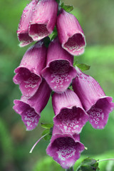 Fingerhut - foxglove © Konstanze Gruber