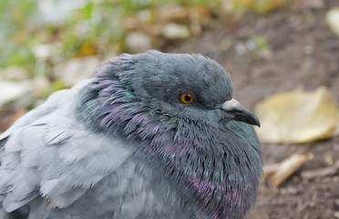 pigeon