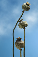 poppy