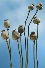poppy